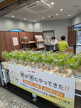 街のレタス畑写真